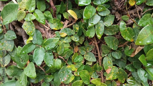green leaves background for business and decoration.