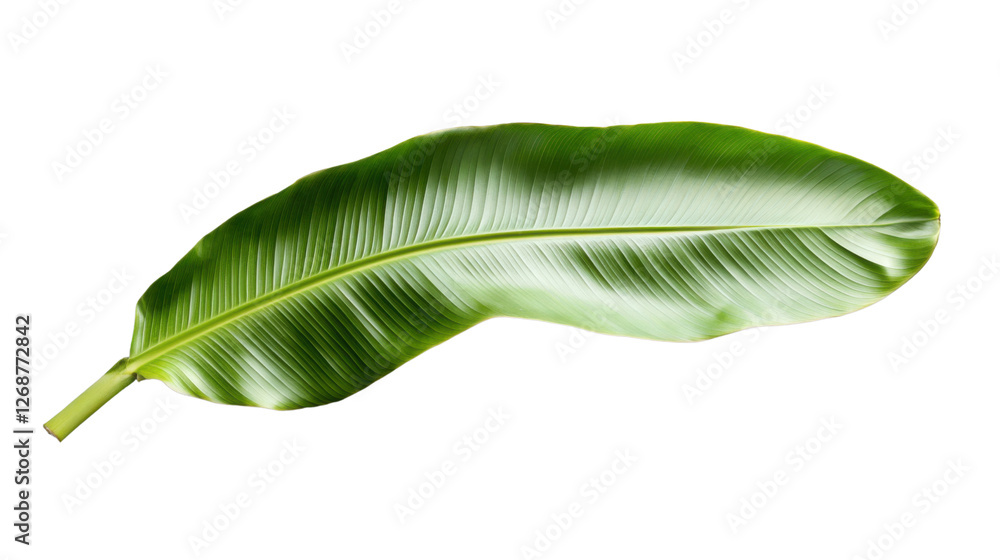 Single banana leaf isolated on transparent background, showing its veins and stem Single banana leaf isolated on transparent background, showing its veins and stem