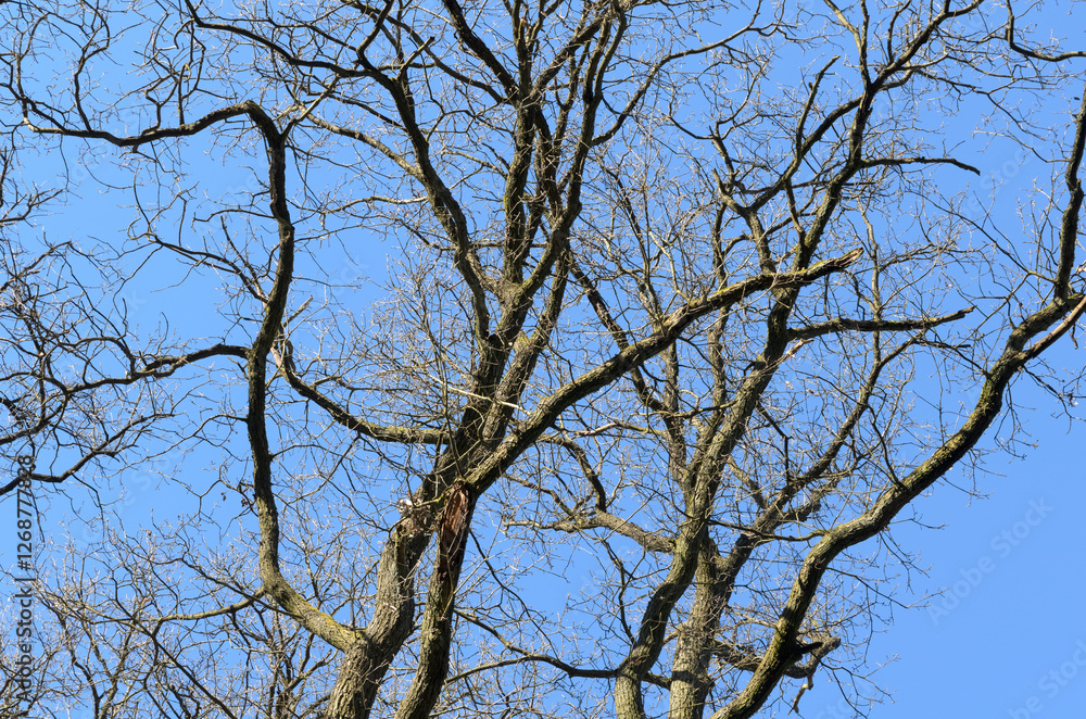 Tree trunk with bare branches and twigs in an european forest against blue sky on a sunny day, natural trees woodland landscape background Tree trunk with bare branches and twigs in an european forest against blue sky on a sunny day, natural trees woodland landscape background
