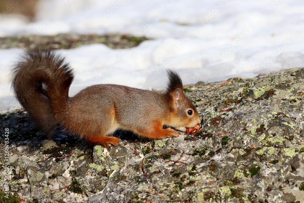 Squirrel Squirrel