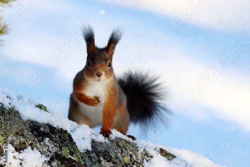 Fototapeta kuchenna squirrel