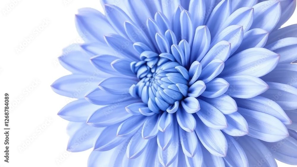 Obraz premium Delicate petals of blue chrysanthemum flower isolated against white background, nature, nature