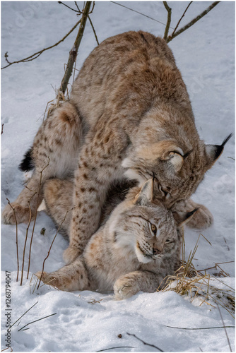 Luchs Paarung
