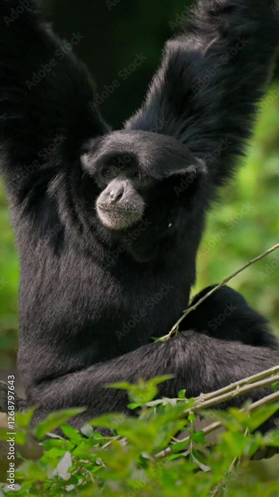 Vertical shot of a Siamang chewing food and looking around in the green forest Vertical shot of a Siamang chewing food and looking around in the green forest