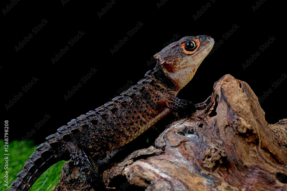 Fototapeta premium Crocodile skink on the branch of wood