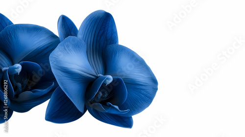 Stunning blue orchids showcasing elegance and beauty in a minimalist style.