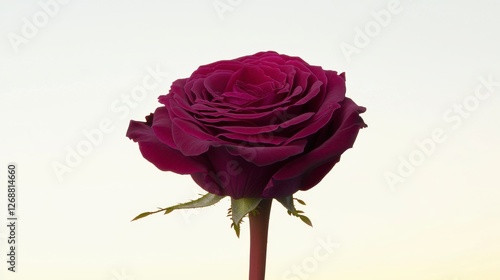 Dark Purple Rose Close Up Studio Shot