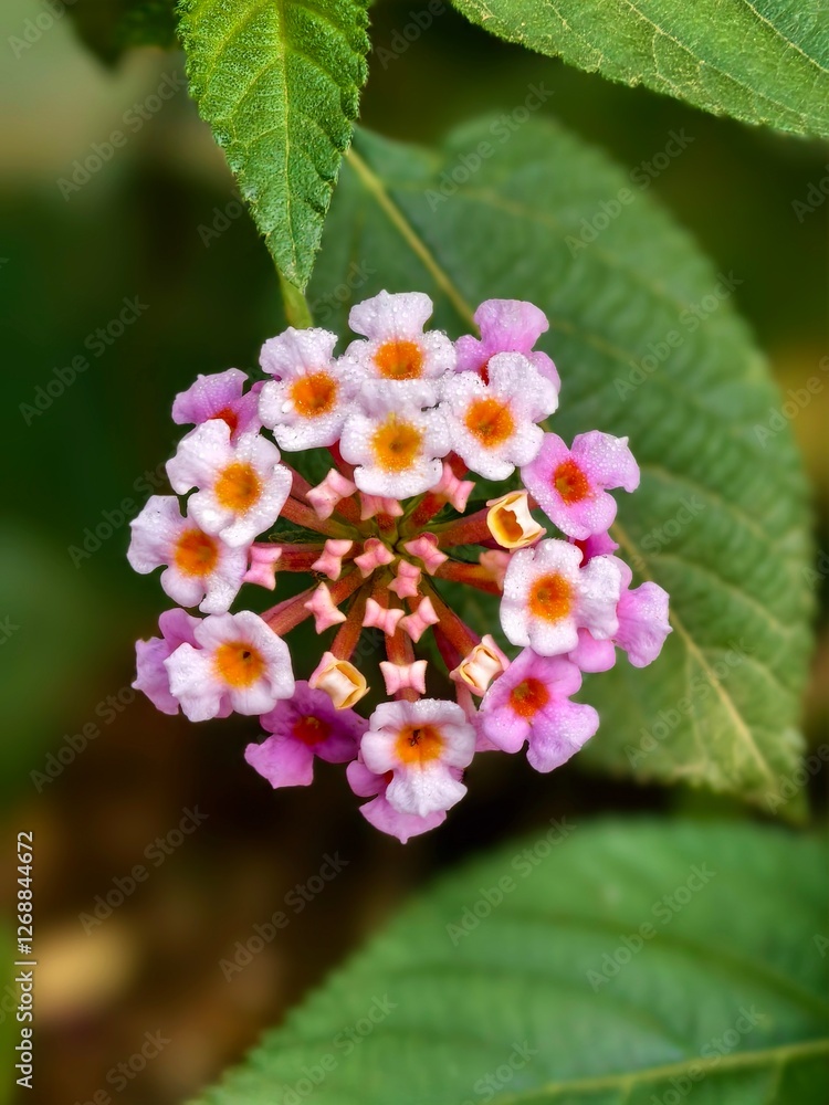 lantana camara flower in the morning 