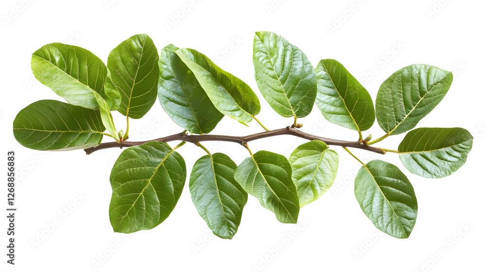 Fototapeta premium Lush green guava foliage on a transparent background. isolated background.