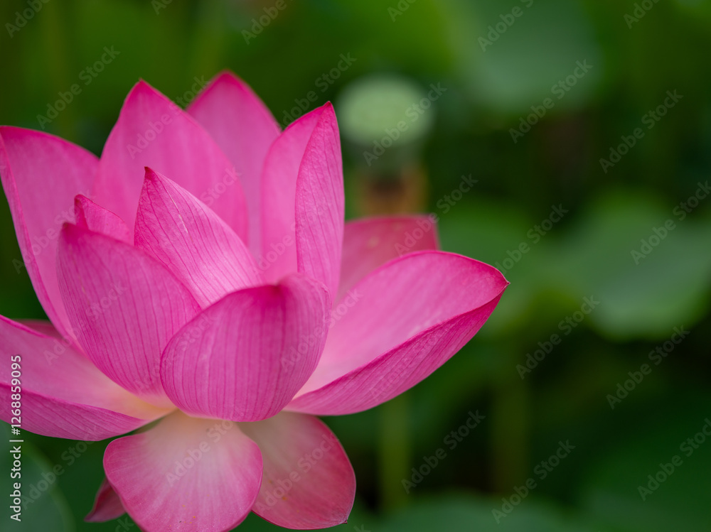 Fototapeta premium lotus flower 