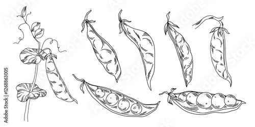 Large set of green peas illustrations in line art style isolated on white, legumes