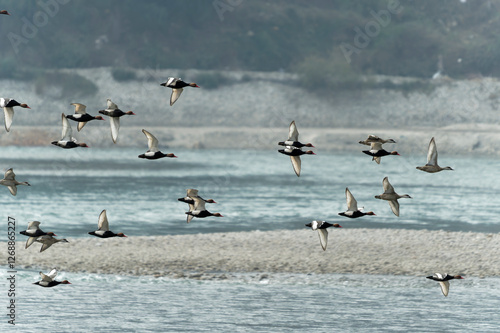 flock of ducks