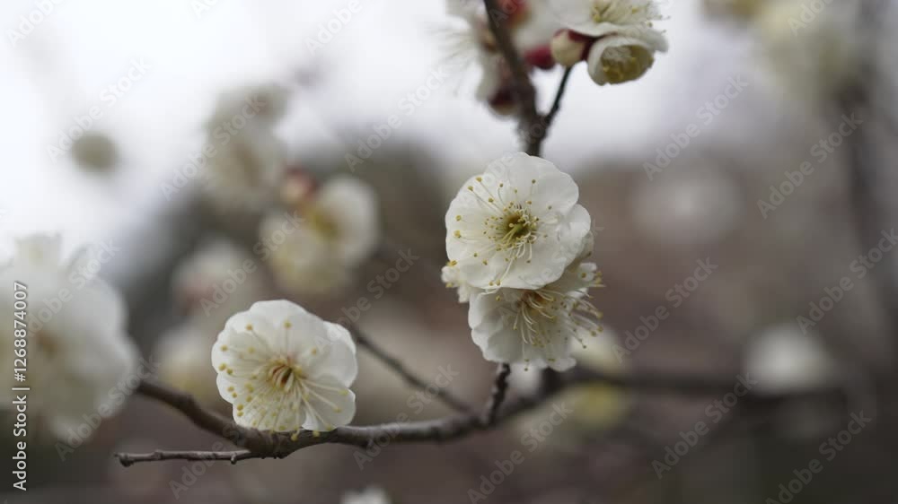 梅の花 梅の花
