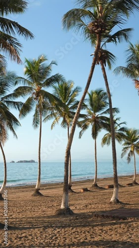 Vertical shot of palm trees on the beach. Porlamar, Venezuela photo