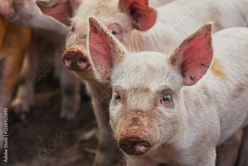 Eco pig farm in the field in Denmark. Cute piglets in the pasture