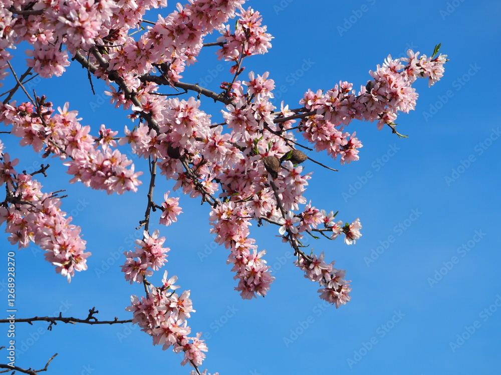 Blooming almond tree with delicate white flowers and ripe almonds against a clear blue sky Blooming almond tree with delicate white flowers and ripe almonds against a clear blue sky