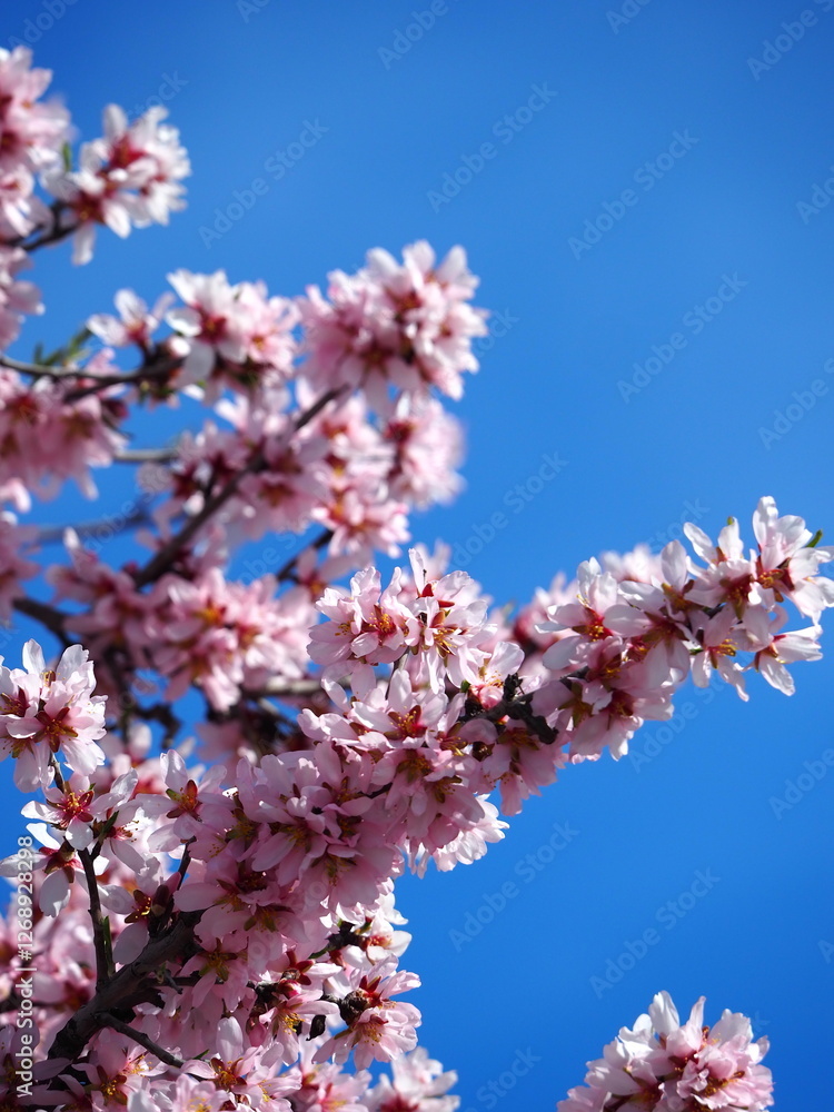 Blooming almond tree with delicate white flowers and ripe almonds against a clear blue sky Blooming almond tree with delicate white flowers and ripe almonds against a clear blue sky