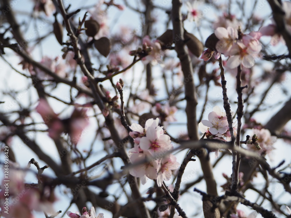 Blooming almond tree with delicate white flowers and ripe almonds against a clear blue sky Blooming almond tree with delicate white flowers and ripe almonds against a clear blue sky