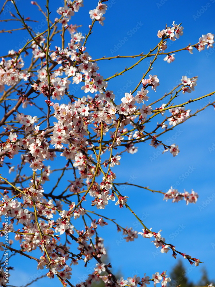 Blooming almond tree with delicate white flowers and ripe almonds against a clear blue sky Blooming almond tree with delicate white flowers and ripe almonds against a clear blue sky