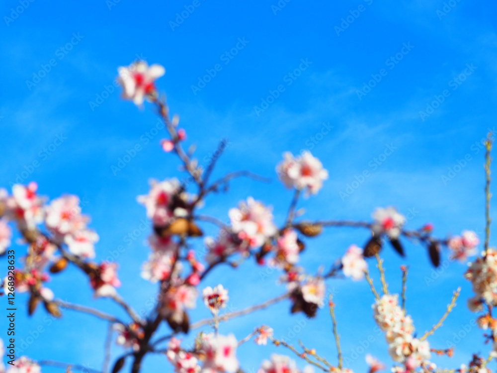Blooming almond tree with delicate white flowers and ripe almonds against a clear blue sky Blooming almond tree with delicate white flowers and ripe almonds against a clear blue sky