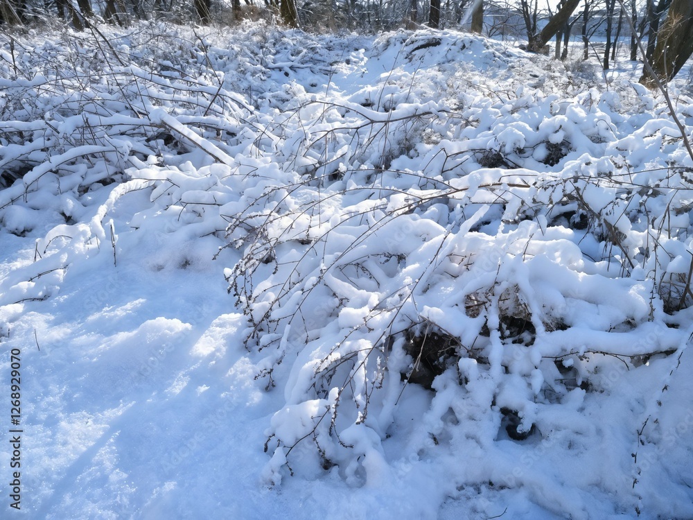 fluffy snow on trees and bushes, winter fluffy snow on trees and bushes, winter