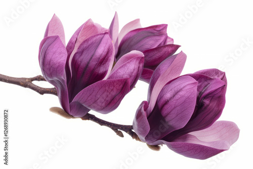 Close-up of elegant purple magnolia blossoms on a branch.