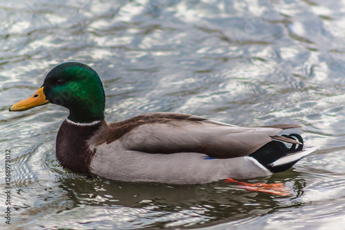 Obraz na plátně A mallard drake on a pond in winter.
