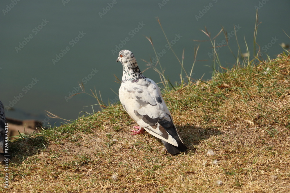 Fototapeta premium red tailed hawk