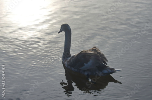 Chicks of white swans in winter on the lake.
