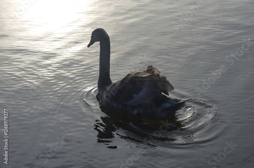 Chicks of white swans in winter on the lake.