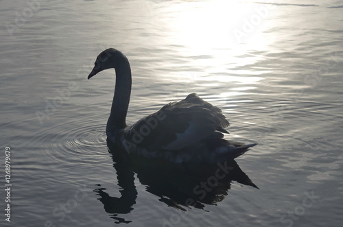 Chicks of white swans in winter on the lake.