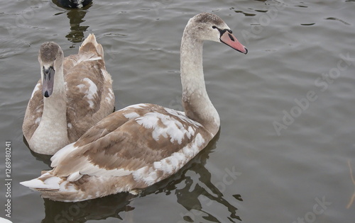 Chicks of white swans in winter on the lake.