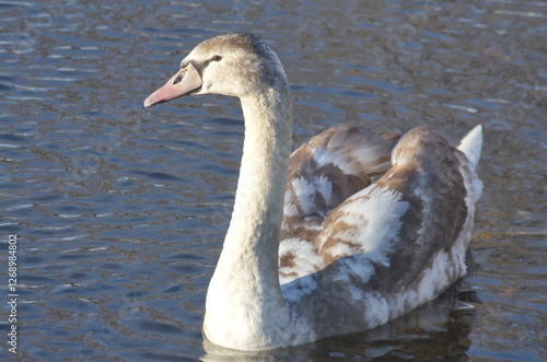Chicks of white swans in winter on the lake.