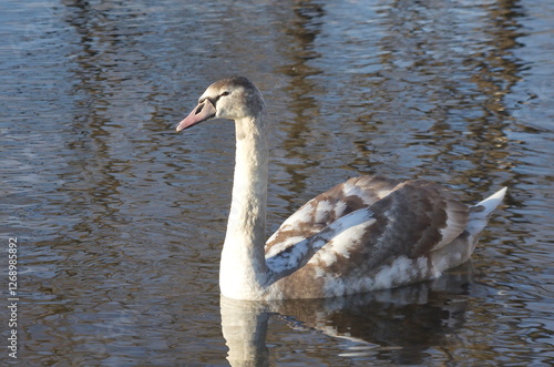 Chicks of white swans in winter on the lake.