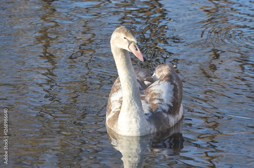 Chicks of white swans in winter on the lake.