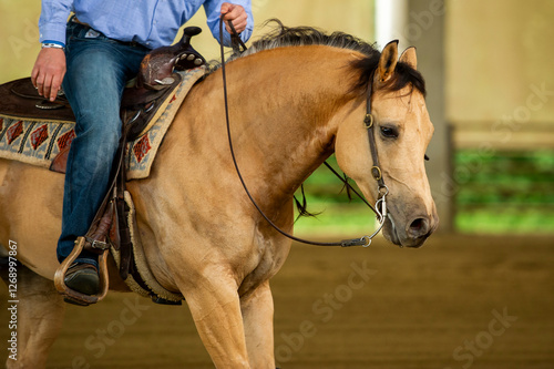 Reining buckskin quarter horse stallion at a competition photo