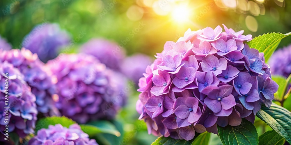 Lush Purple Hydrangea Blooms in Summer Sunlight - Selective Focus Stock Photo Lush Purple Hydrangea Blooms in Summer Sunlight - Selective Focus Stock Photo