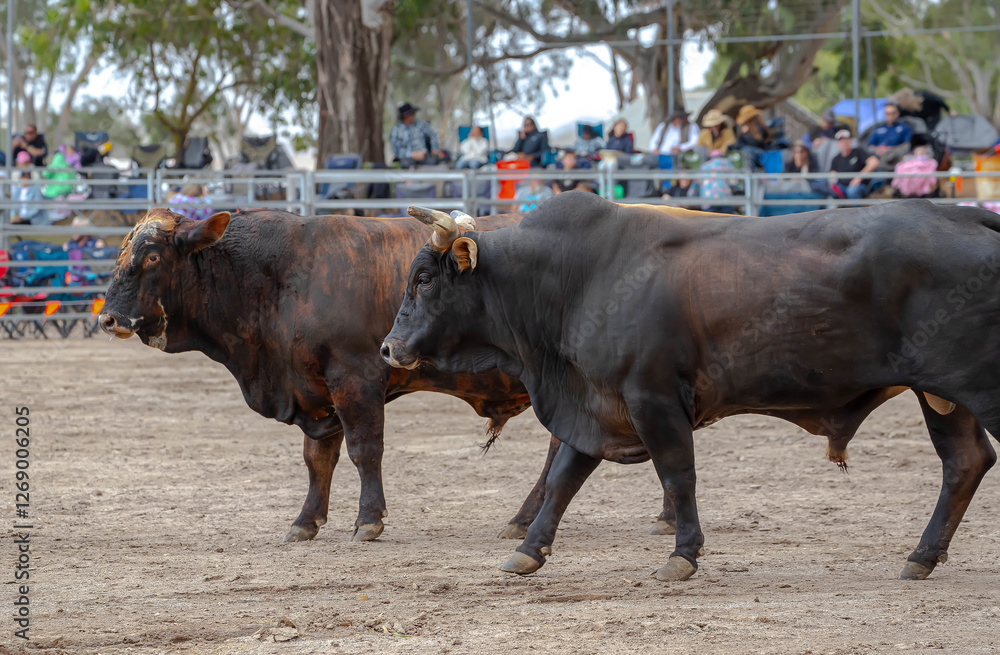 Rodeo Bull Ride in South Australia, the event showcases some of the super-fit bucking bulls