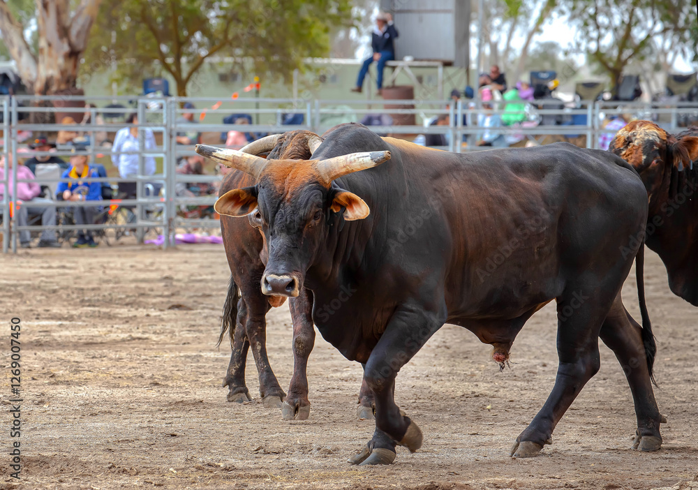 Rodeo Bull Ride in South Australia, the event showcases some of the super-fit bucking bulls Rodeo Bull Ride in South Australia, the event showcases some of the super-fit bucking bulls