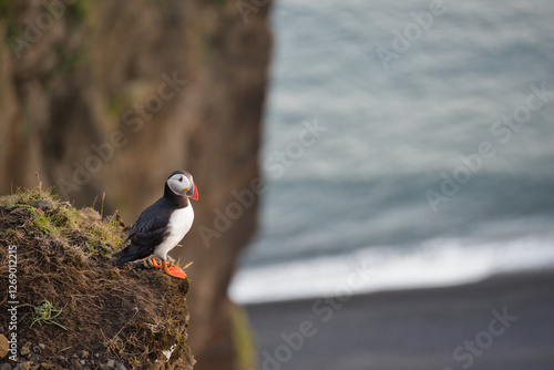 Puffin