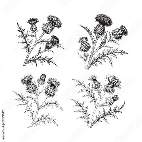 Scottish thistle vector Line art in celtic style flower illustration