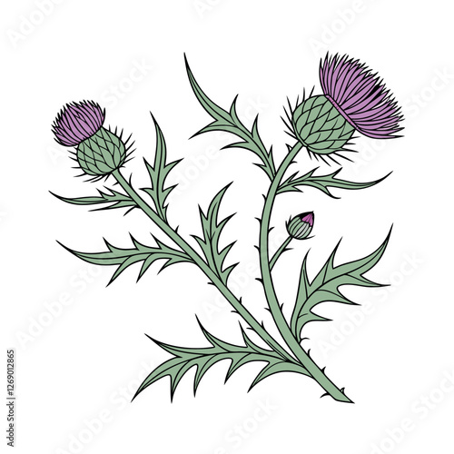 Scottish thistle vector Line art in celtic style flower illustration
