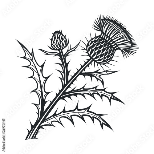 Scottish thistle vector Line art in celtic style flower illustration