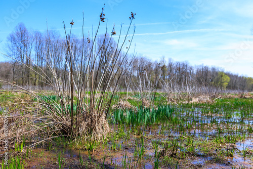 Konstfotografi Young green vegetation on marshy ground near forest in early spring, View from R