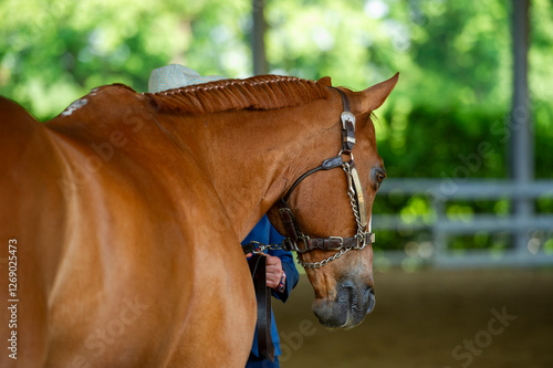 Portrait of a quarter horse at a western showmanship competition