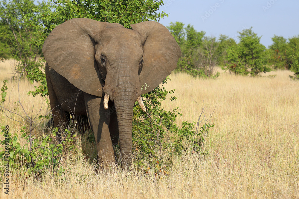 Fototapeta premium Afrikanischer Elefant / African elephant / Loxodonta africana