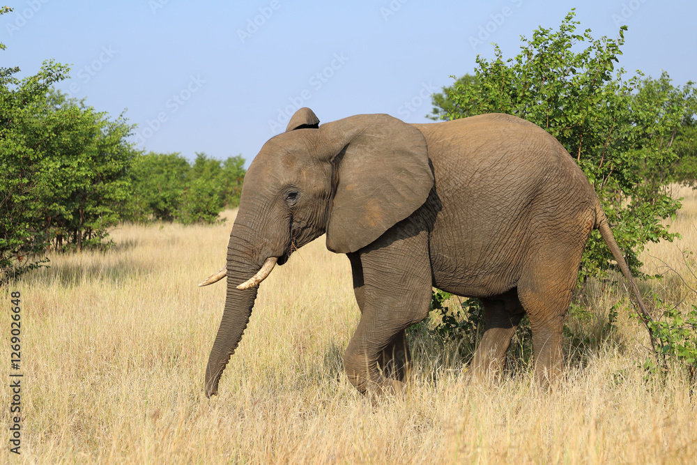 Obraz premium Afrikanischer Elefant / African elephant / Loxodonta africana