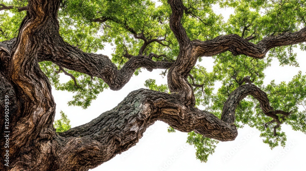 Ancient tree branches, lush leaves, sunny sky, park setting, nature background Ancient tree branches, lush leaves, sunny sky, park setting, nature background