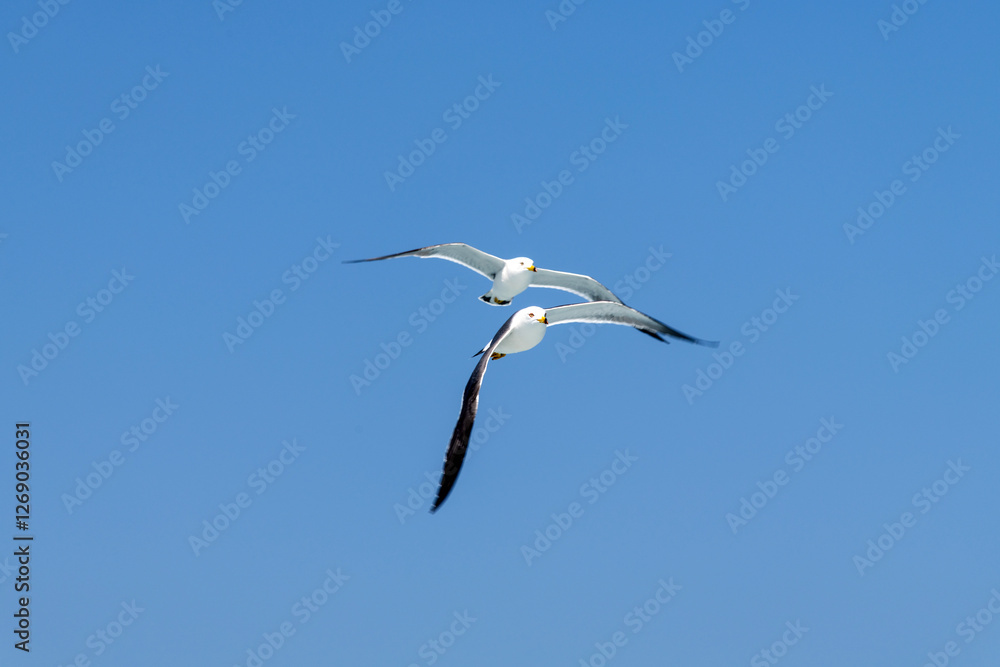 low-angle view of the flying seagull low-angle view of the flying seagull