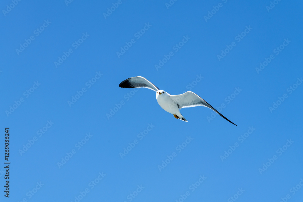 low-angle view of the flying seagull low-angle view of the flying seagull
